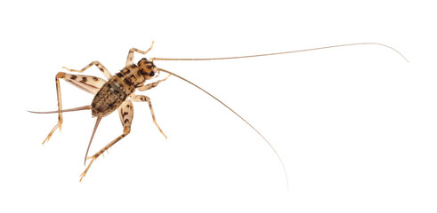 Wingless house-cricket isolated on white background, Gryllomorpha dalmatina