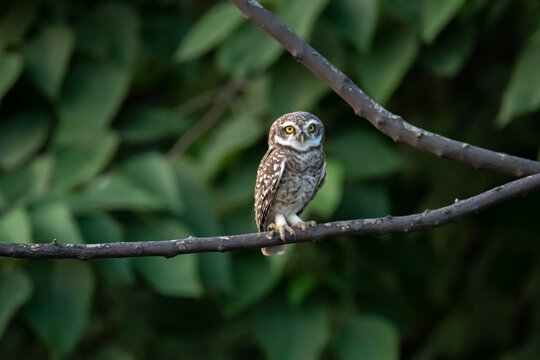 Owl sitting in tree branch near to forest