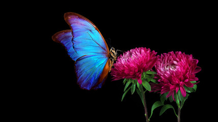 Obraz na płótnie Canvas bright blue tropical morpho butterfly on purple aster flowers isolated on black