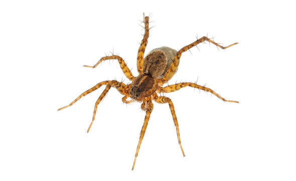 Thinlegged wolf spider with egg sac isolated on white background, Pardosa sp.