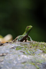 Capturado na Região de Visconde de Mauá