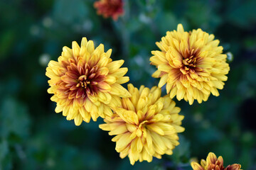 Yellow and red beautiful chrysanthemum in the garden
