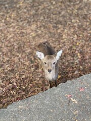 Autumn Landscape with cute deer