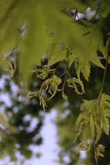Leaves and Trees