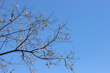 branches against blue sky
