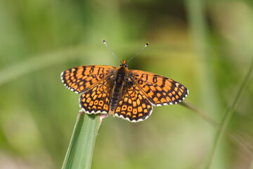 butterfly on a flower