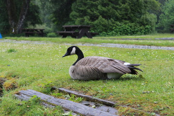 country goose on the grass