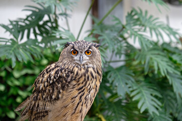 カメラ目線のフクロウ