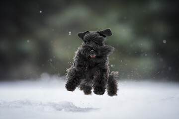 A gray miniature schnauzer with long ears running along a snow-covered path against a foggy winter landscape. Paws in the air. Snowflakes flying
