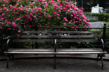 Empty Bench with a Beautiful Pink Rose Bush at Union Square Park in New York City