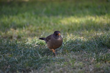 Little thrush walking towards the camera with an angry look and raised paw
