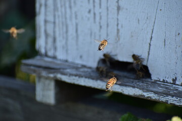 Various bees fluttering in and out of a drawer
