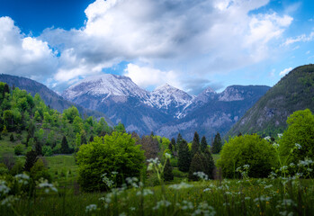 Beautiful green plants and trees with atmospheric mountain range in the back