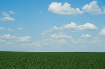 Landscape. Background. Bright green field and blue sky with clouds. Agricultural land, blue sky with clouds.