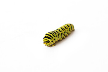 a large green caterpillar . isolate on a white background..