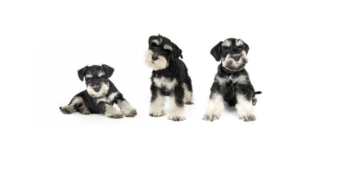 group of puppy miniature schnauzer black and silver on white background 