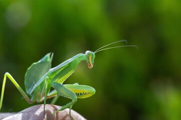 European black bug on wooden tree and green background