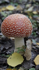 fly agaric mushroom