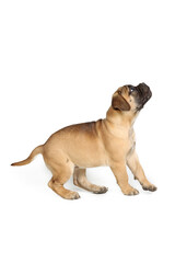 Obraz premium happy puppy bullmastiff playing in studio shot 