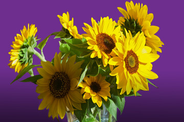 Stillleben mit Sonnenblumen vor Violettem Hintergrund