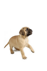 happy puppy bullmastiff playing in studio shot 