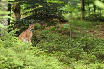 Euroasian lynx in the bavarian national park in eastern germany, european wild cats, animals in european forests, lynx lynx 