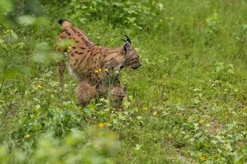 Euroasian lynx in the bavarian national park in eastern germany, european wild cats, animals in european forests, lynx lynx 