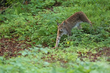 Euroasian lynx in the bavarian national park in eastern germany, european wild cats, animals in european forests, lynx lynx 