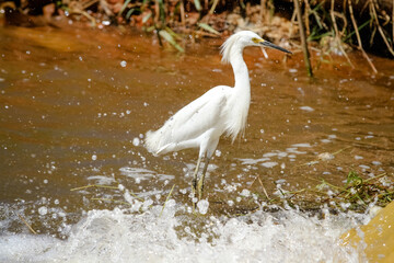 linda garça branca voando sobre a lagoa no verão.