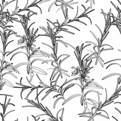 Seamless pattern with rosemary hand drawn elements. Editable set for packaging design with rosemary branches with flowers on white background.
