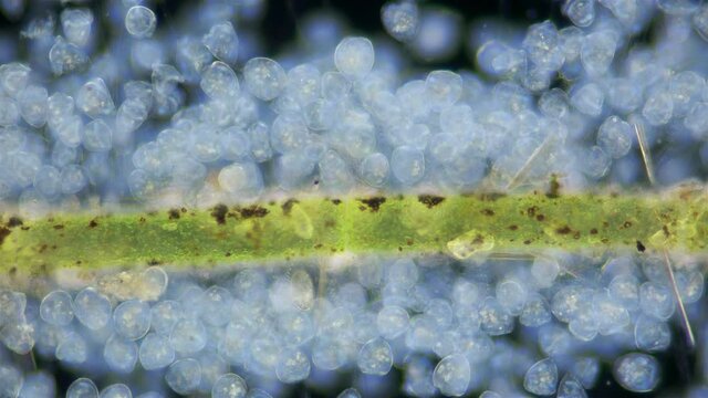 Infusoria (Ciliophora) Vorticella under microscope, class Oligohymenophorea. Video shows the colony attached to algae. They also attach to stones, crustaceans