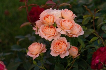 bunch of roses