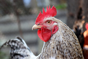 Rooster in the chicken coop. Portrait of white gray cockerel on rural background