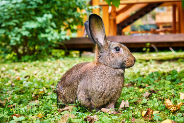 rabbit in the garden