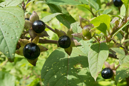 Blätter und reife Beeren der schwarzen Tollkirsche (Giftpflanze)