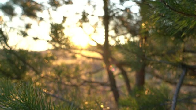 Close-up view 4k stock video footage of beautiful fresh branches of evergreen trees growing outside in spring forest. Trees isolated on sunny golden sunset sky background with sunshine and sunflares