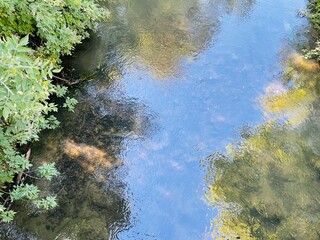 water flowing in the forest