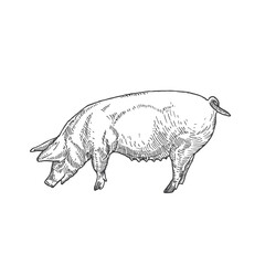 Adult Pig Hand Drawn Vector Illustration. Abstract Domestic Animal Sketch. Engraving Style Drawing. Isolated