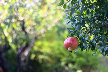 Fresh pomegranate on the tree. Selective focus.