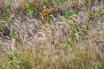 Play of colors in autumn