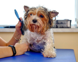 beaver yorkshire terrier while combing the tangles with a comb