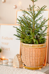 Christmas home decoration. live spruce in a wicker basket on a beige background