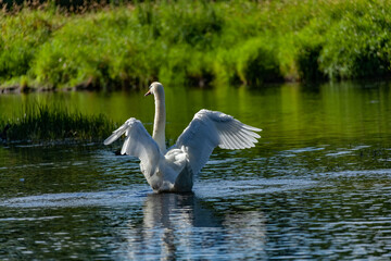 Beautiful majestic white swan in water.
