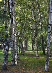 Obraz premium A long birch alley in early autumn