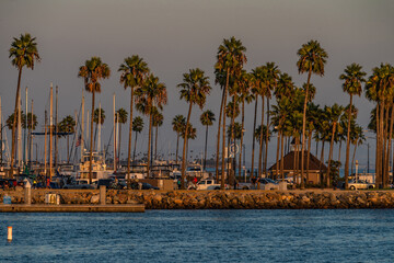 Shoreline Village Marina Area with Palm Trees