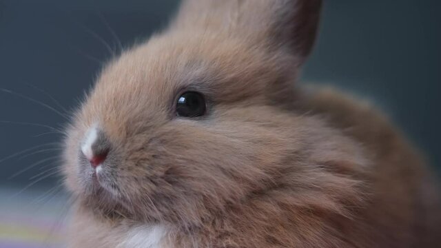 close-up portrait of a small domestic brown rabbit