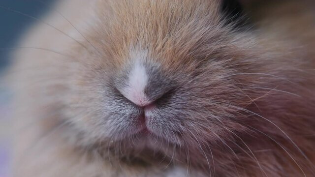 the nose of a domestic decorative rabbit close-up