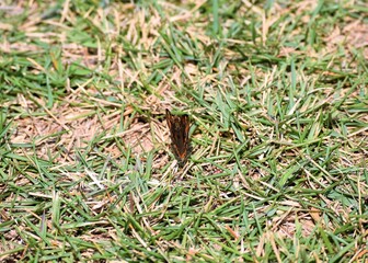 borboleta na relva