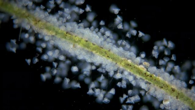 Infusoria (Ciliophora) Vorticella under microscope, class Oligohymenophorea. Video shows the colony attached to algae. They also attach to stones, crustaceans