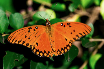 Butterfly on leaf